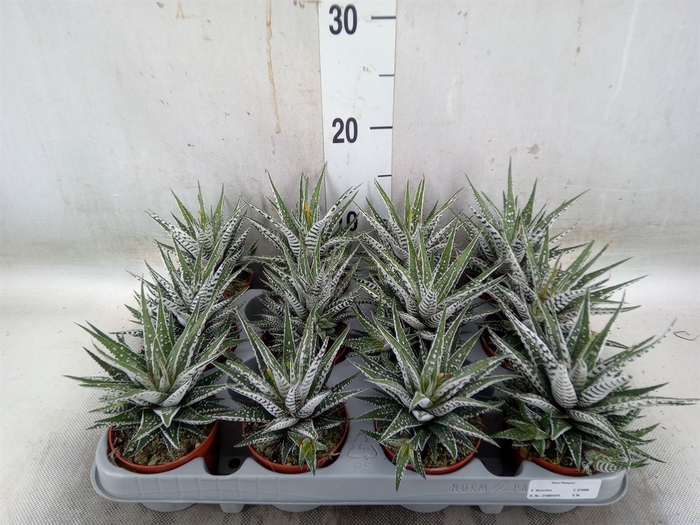 <h4>Haworthia fasciala 'Alba'</h4>