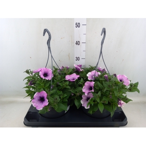 Petunia  'Surfinia Rose Vein'