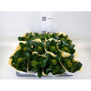 Kalanchoe  'African Sam'