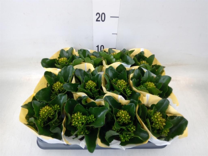 <h4>Kalanchoe  'African Sam'</h4>