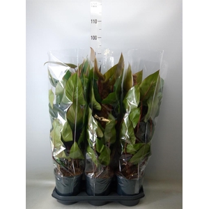 Philodendron  'Red Emerald'