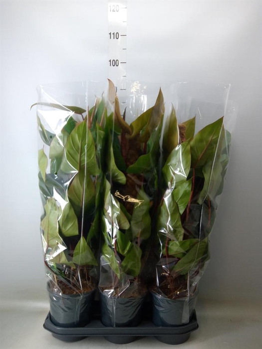 <h4>Philodendron  'Red Emerald'</h4>