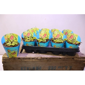 arr8 Dionaea Muscipula