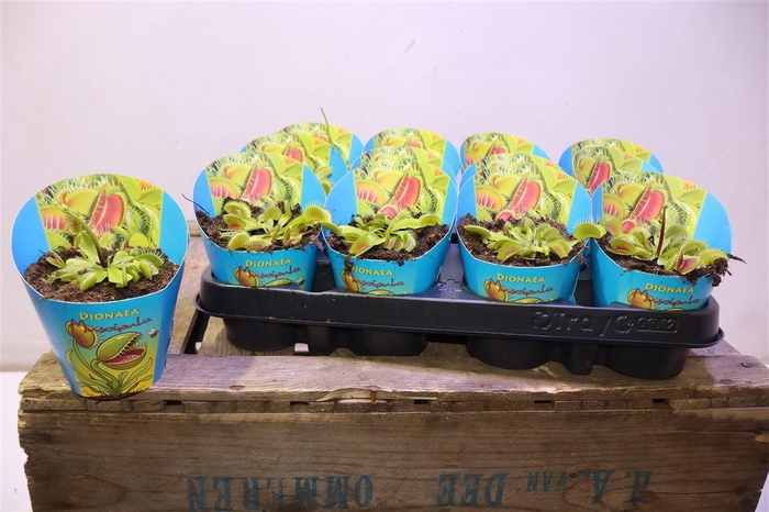 <h4>arr8 Dionaea Muscipula</h4>