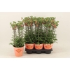 Kalanchoe Lucky Bells oranje