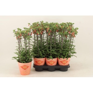 Kalanchoe Lucky Bells oranje