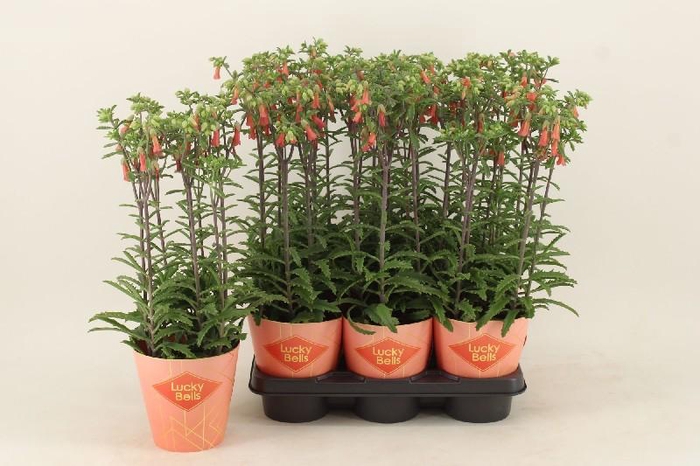 <h4>Kalanchoe Lucky Bells oranje</h4>