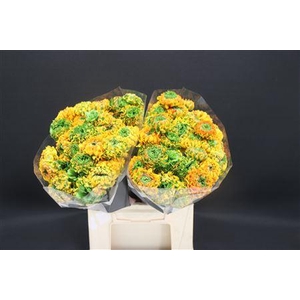 Cl Pon Pon Merlino X60