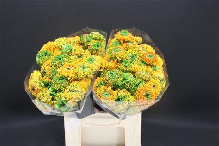 <h4>Cl Pon Pon Merlino X60</h4>