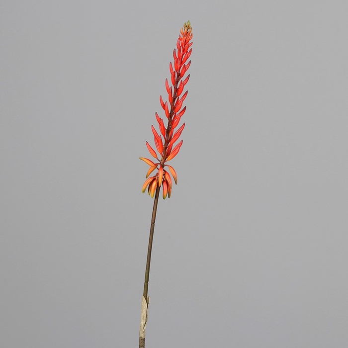 <h4>Aloe Flower 81 cm red</h4>