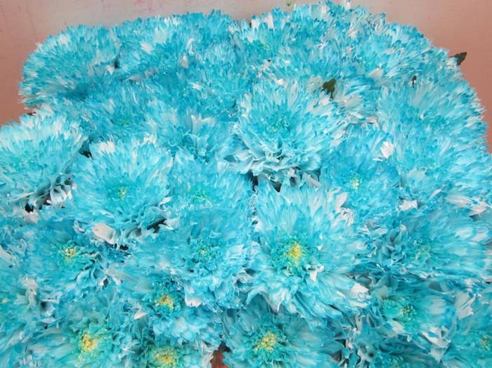 <h4>Chr G Undercover Pastel Mint</h4>