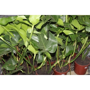 MONSTERA DELICIOSA P23