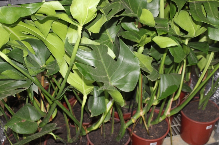 <h4>MONSTERA DELICIOSA P23</h4>