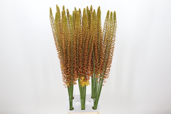 <h4>Eremurus Golden Cleopatra</h4>