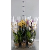 Phalaenopsis  'Elegant Cascade'