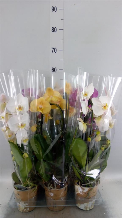 Phalaenopsis  'Elegant Cascade'