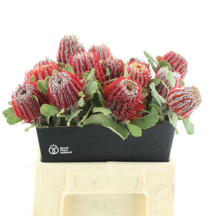 Banksia Coccinea