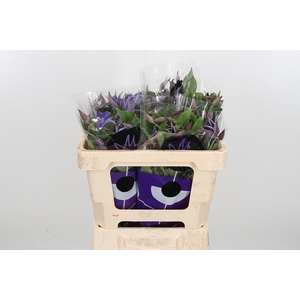 Clem Di Bl Pirouette