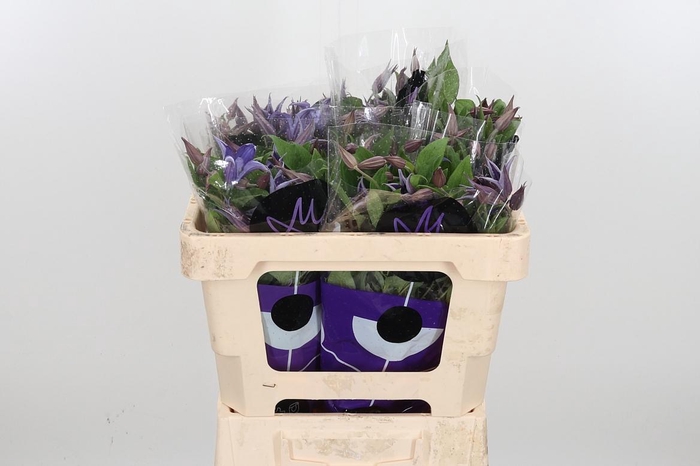 <h4>Clem Di Bl Pirouette</h4>