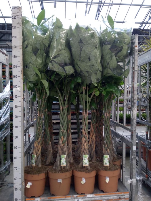 <h4>Pachira aquatica</h4>