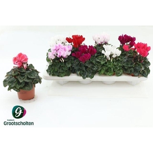 CYCL MIDI SUPER VERANO MIX