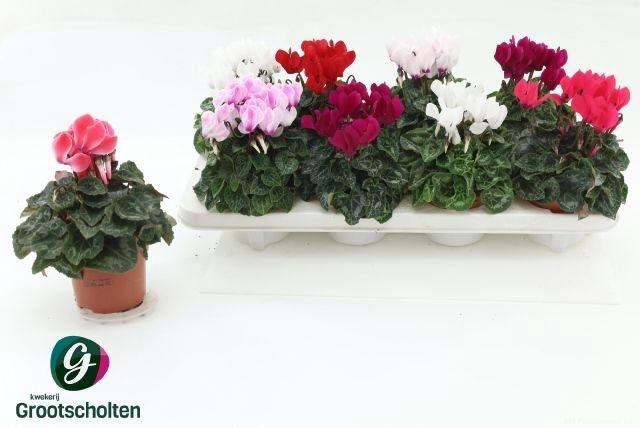 <h4>CYCL MIDI SUPER VERANO MIX</h4>