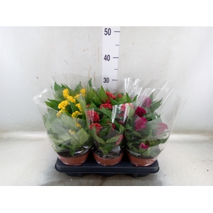 Celosia arg. CR 'Twisted'   ...mix