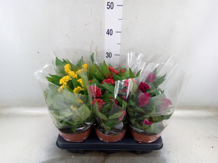 <h4>Celosia arg. CR 'Twisted'   ...mix</h4>