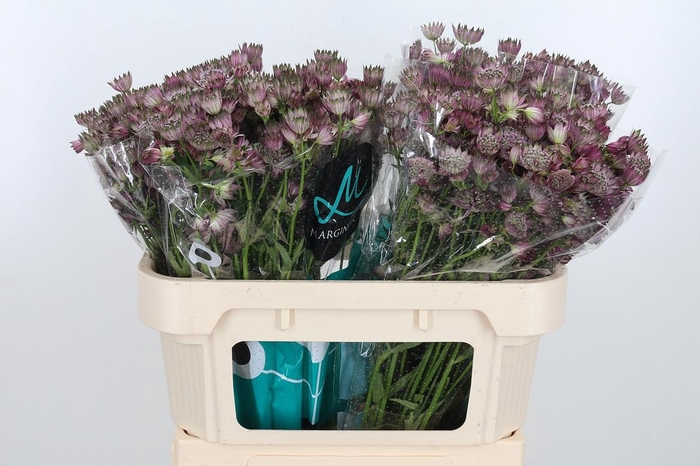 <h4>Astr Star Of Africa</h4>