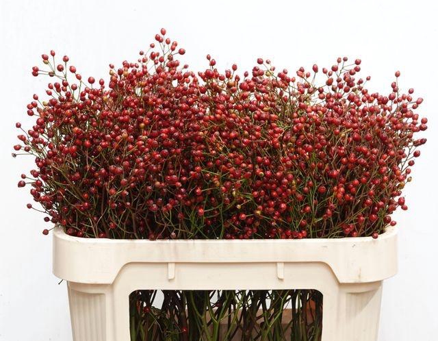 <h4>Rosa F Aut Splendor</h4>