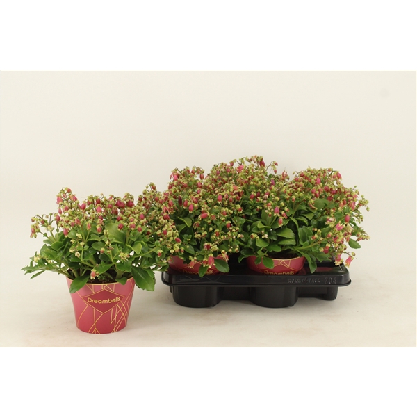 <h4>Kalanchoe Dream Bells with potcover</h4>