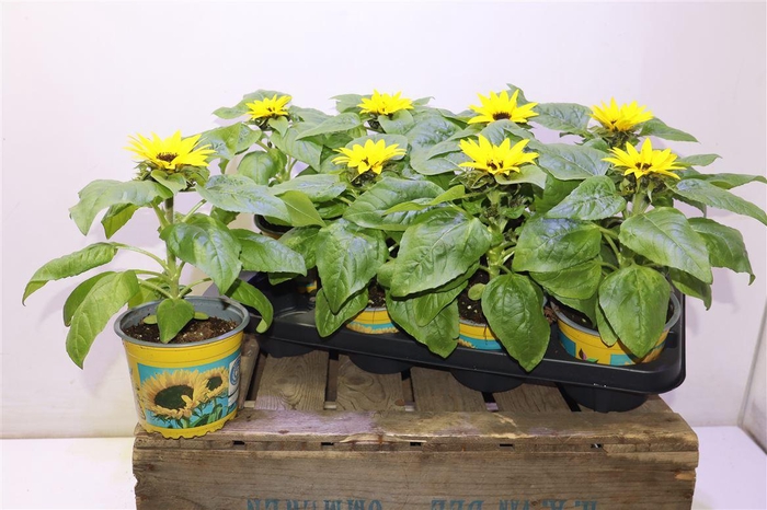 <h4>arr8 Heli Sunsation</h4>