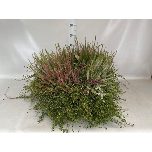 Calluna vulg.   ...
