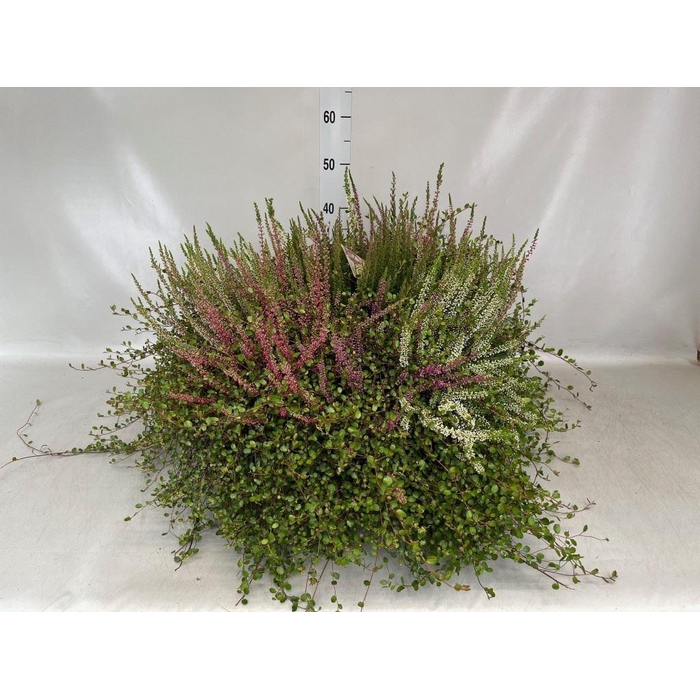 <h4>Calluna vulg.   ...</h4>