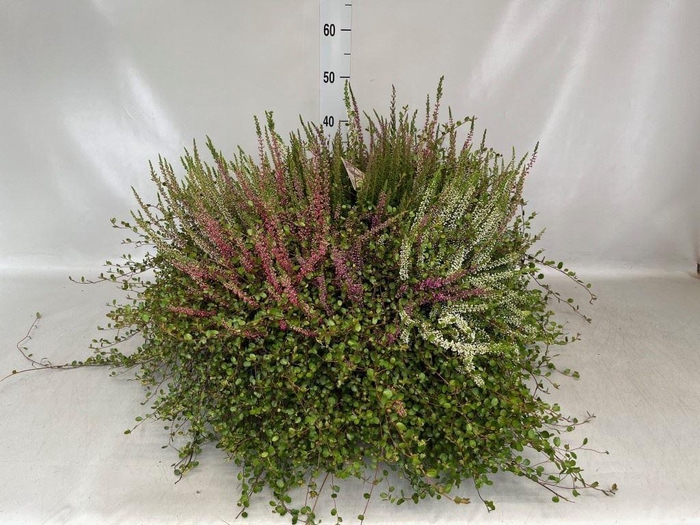 Calluna vulg.   ...