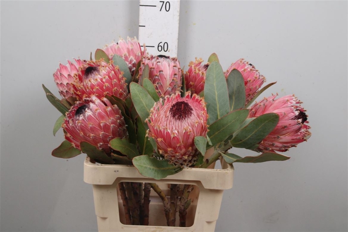 <h4>Protea Magnifica</h4>