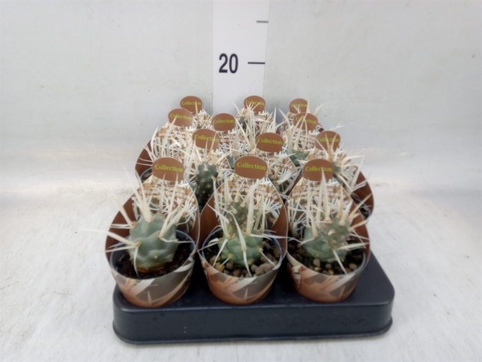 <h4>Cactus   ...</h4>