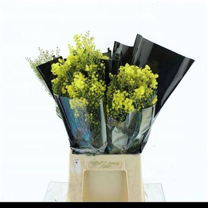 Mimosa Mirandol 200gram Black Sleeve And Chrysal