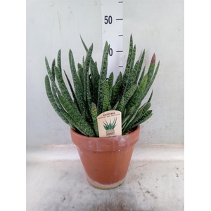 Gasteria carinata var. verrucosa