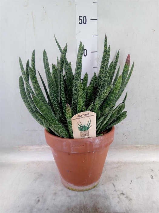 <h4>Gasteria carinata var. verrucosa</h4>