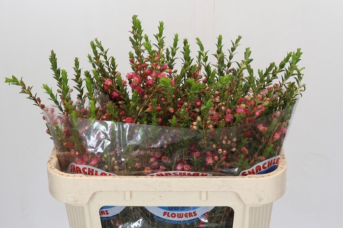 <h4>Chamecordia Rey</h4>