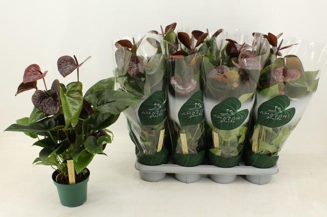 <h4>ANTHU AN ESSENCIA</h4>