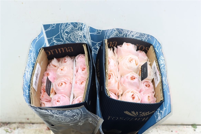 R Gr David Austin Juliet