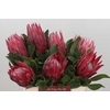 Protea Cynaroides Madiba