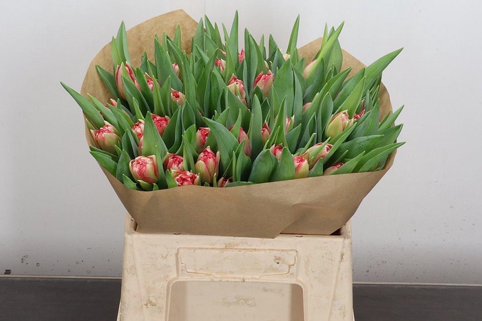 <h4>Tu Du Double Twist</h4>