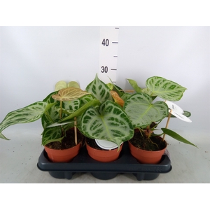Anthurium   ...