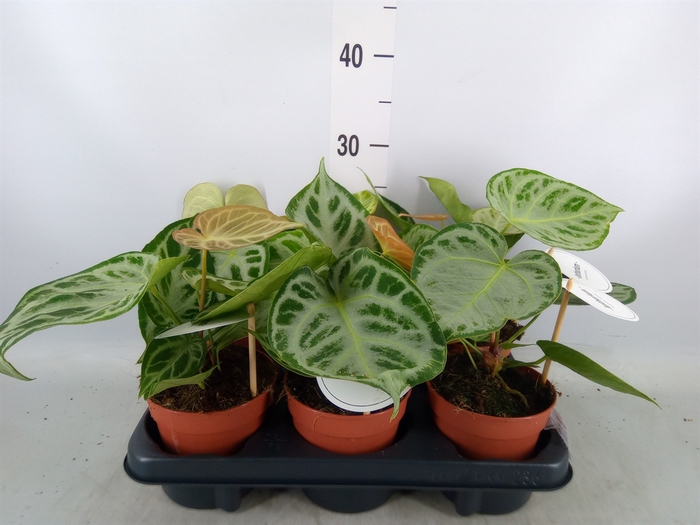 <h4>Anthurium   ...</h4>