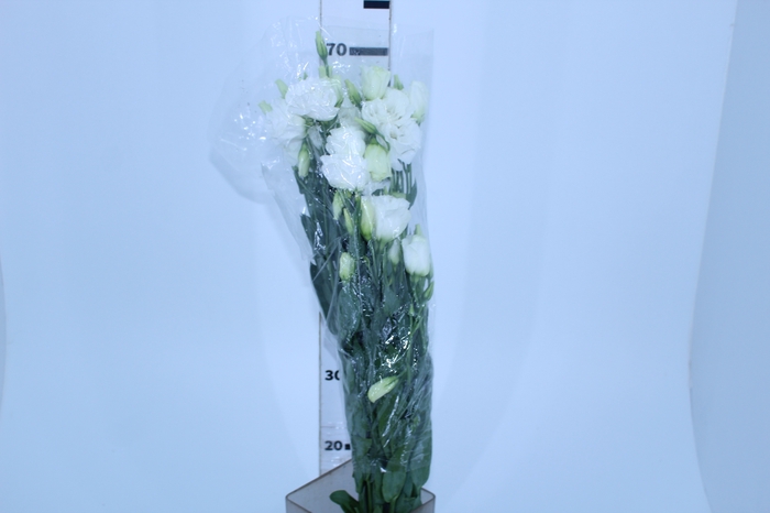 LISIANTHUS BRANCO 070 CM MIN 500 GRAMAS