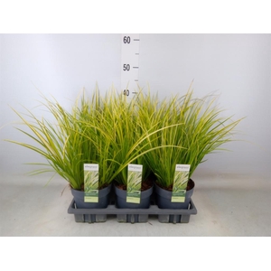 Acorus gramineus 'Ogon'