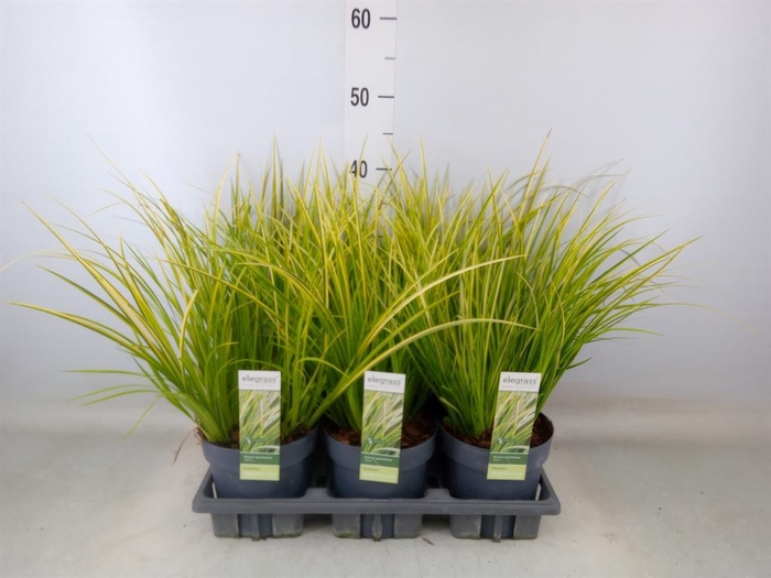 <h4>Acorus gramineus 'Ogon'</h4>